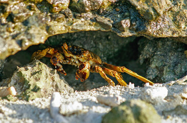 Orange crab on the beach, hidden under a stone