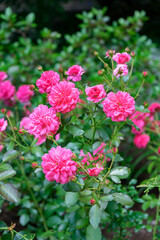Obraz premium Pink ever-blooming rose bush, USA