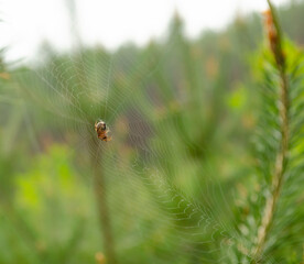 Brown spider outside in nature in her spider web. Spider cobwebs in front of blurred background