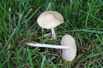 Entoloma sericellum, known as cream pinkgill or silky pinkgill, wild mushroom from Finland