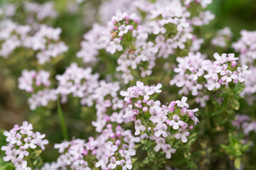 Detail of purple and white thyme flowers