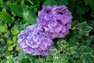 Purple Mophead hydrangea, USA