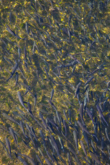 Mubles o Lisas en el Río Deva, Molleda, Cantabria