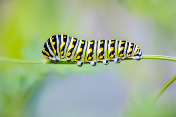 Black Swallowtail caterpillar, USA