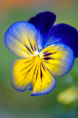 Blue and yellow pansy, USA