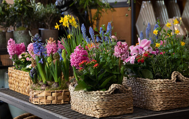 Happy spring mood baskets of bright flowering plants such as hyacinths, daffodils, mint, kalanchoe in a flower shop.