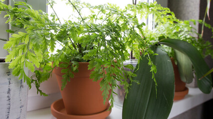 Garden.gardening home. Girl replanting green pasture in home garden.indoor garden,room with plants banner Potted green plants at home, home jungle,Garden room gardening, Plant room, Floral decor.