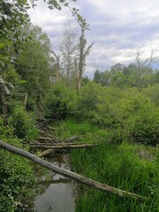 Moraine State Park, Pleasant Valley Road, Portersville, PA - June 2020