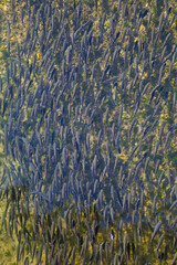 Mubles o Lisas en el Río Deva, Molleda, Cantabria