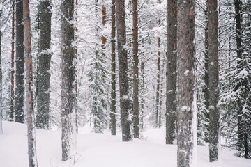 Beautiful winter scenery with trees covered snow. Scenic view of tall white trees in ice and snow in natural environment on north, beautiful wood landscape during winter season getaway destination.