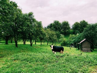 Obraz na płótnie Canvas The cow,bull in the mountains on green grass near farm house
