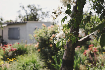 Apfelbaum im Fokus in einem typischen deutschen Kleingarten mit Gartenlaube