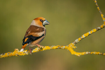 hawfinch posed with unfocused backgrounds
