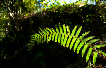 Helecho en el Río Nansa, Camijanes, Cantabria