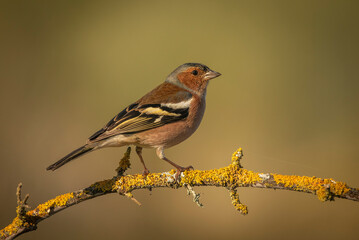 chaffinch perched on a branch with the background out of focus