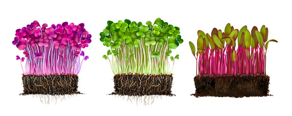 Realistic drawing of microgreens radishes and beets, young sprouts from seeds in the soil, roots from the ground. set of illustrations isolated on a white background. Sprouts of healthy food.