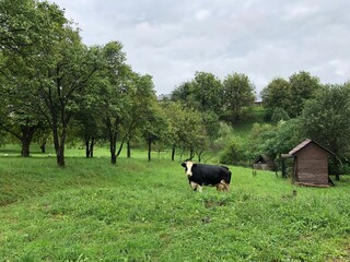 Obraz na płótnie Canvas The cow in the mountains on green grass near farm house
