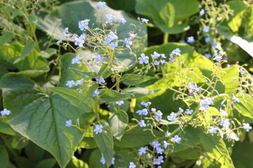 blue forget-me-not flowers bloom in the forest
