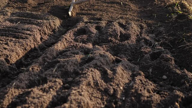 Slow motion of rake loosen and flattens soil. Gloved hands of gardener hold wooden handle of hoe and prepare ground for planting.
