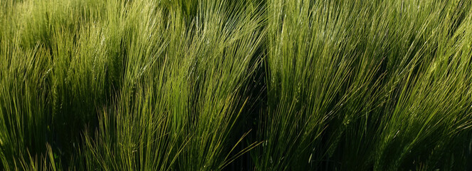 Piękne zielone łany zboża rozwijające się na polu, falujące z wiatrem.