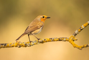 robin posed with the background out of focus