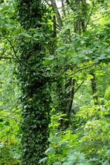 Naklejka na ściany i meble tree trunks in the forest fully sheathed with green ivy side view