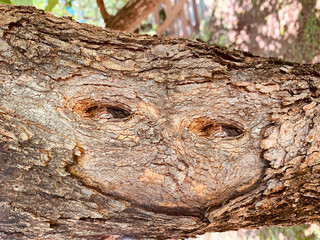 PAREIDOLIA RAMA DE ARBOL SONRRIENTE SIN GENTE