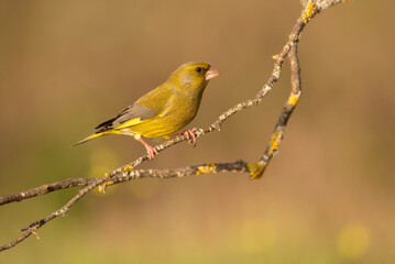 greenfinch perched on a branch with the background out of focus