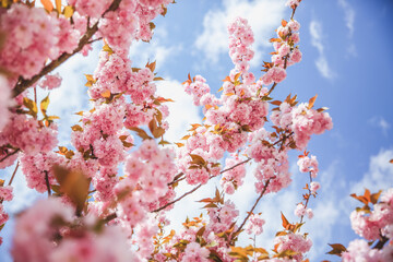 Spring blossom branch on pink blooming tree. Beautiful nature scene with flowers on tree and sun flare. Sunny day. Beautiful Orchard. Abstract blurred background