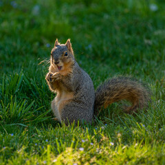 Naklejka na ściany i meble Squirrel in the grass eating