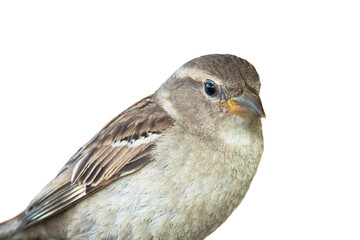 Sparrow bird isolated. Sparrow songbird (family Passeridae) sitting perching isolated cut out on white background close up photo. Bird wildlife as design element.