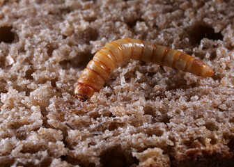 ein mehlwurm als nahaufnahme krabbelt auf einer scheibe brot, tenebrio molitor
