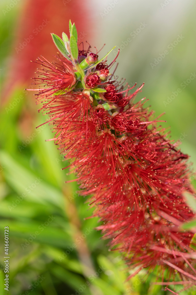 Sticker Callistemon, Bottlebrush tree, USA