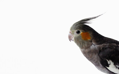 gray female cockatiel parrot isolated on a white background. Place for text.