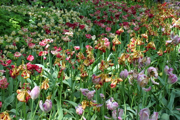 colorful tulips bloom in the garden
