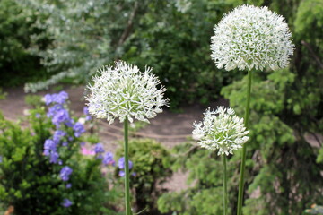 onion flowers in the form of balls bloom in the garden
