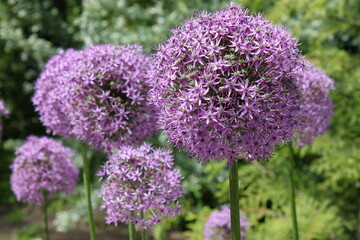 onion flowers in the form of balls bloom in the garden
