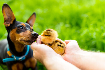 dog and two newborn chicken in the hands on green background
