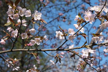 cherry blossoms bloom against the blue sky in spring
