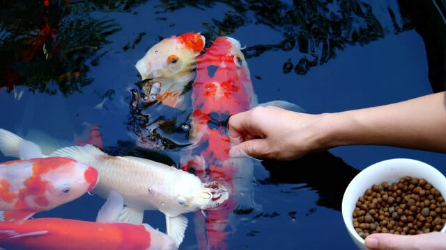 Feed the koi or crap with your bare hands. Fish tamed to the farmer. An outdoor koi fancy fish pond for beauty and relaxation.