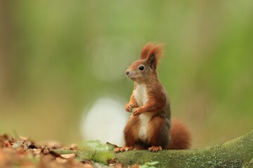 Naklejka na ściany i meble Art view on wild nature. Cute red squirrel with long pointed ears inspring scene . Wildlife in the april forest. Sciurus vulgaris