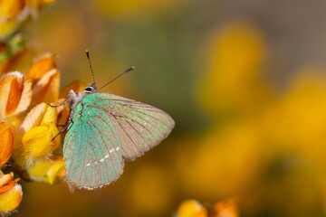  (Callophrys rubi), small green butterfly on the yellow flower