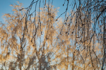 Obraz premium Winter landscape in a quiet Karelian forest.