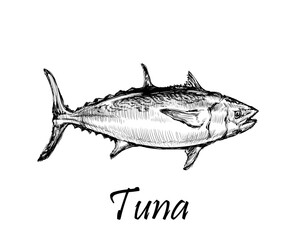 Tuna Fish Hand Drawing Sketch Vector Illustration