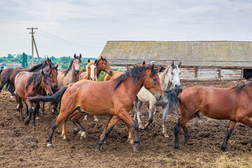 A herd of horses gallops around the horse yard against the background of the old stable, summer day.