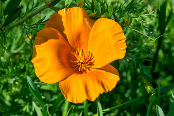 Orange poppy, USA.