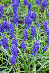 Grape hyacinth, USA