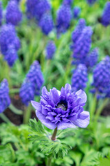 Fototapeta premium Purple anemone, USA