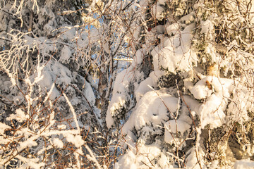 Winter landscape in a quiet Karelian forest.
