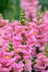 Pink Snapdragons, USA